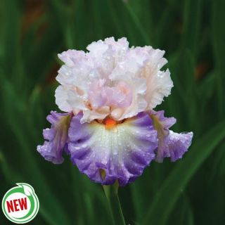 Polite Applause Iris Thumbnail